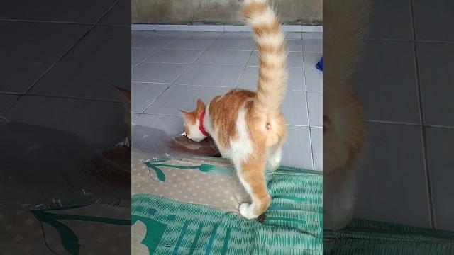 Simbi oyen pamer pantat Simbi oyen pamer pantat