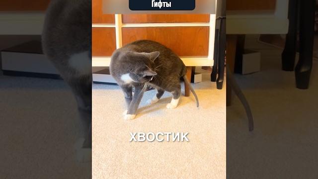 Лысый хвостик котика #истории #история #новости #новость #shorts Лысый хвостик котика #истории #история #новости #новость #shorts