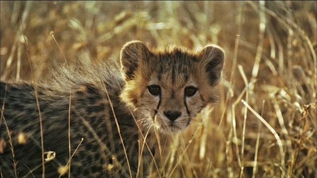 Cheetah vs. hyena: fight for the kill Cheetah vs. hyena: fight for the kill