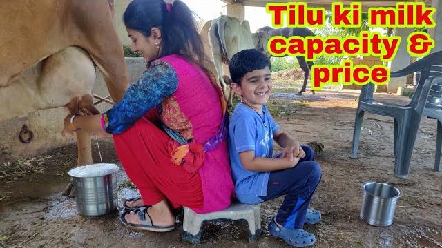 Gir cow milking, village morning routine Gir cow milking, village morning routine