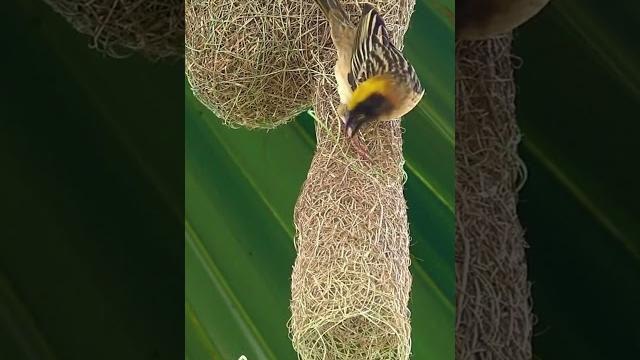 Nature's tailors birds and their incredible nest-making skills #cute #birds #nest #nature #master Nature's tailors birds and their incredible nest-making skills #cute #birds #nest #nature #master