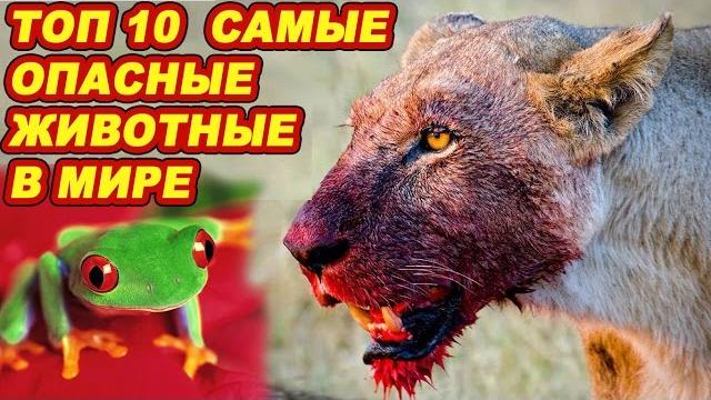 Топ 10 самые опасные животные в мире и на земле Топ 10 самые опасные животные в мире и на земле