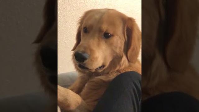 【tik tok】【抖音】狗狗聽完狗肉湯的反應.flv 【tik tok】【抖音】狗狗聽完狗肉湯的反應.flv