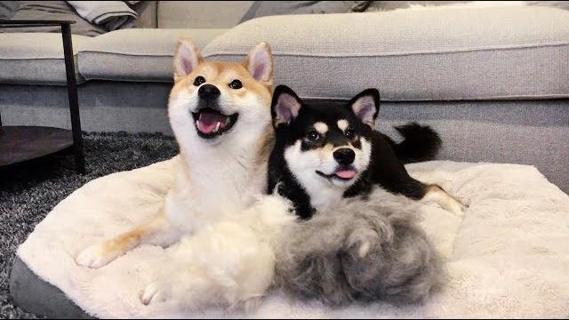Asmr | brushing shiba inus | no talking Asmr | brushing shiba inus | no talking