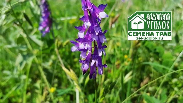 Вика яровая - сидерат и кормовая культура Вика яровая - сидерат и кормовая культура