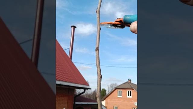 Как обрезать макушку у груши #сад #обрезка #груша Как обрезать макушку у груши #сад #обрезка #груша