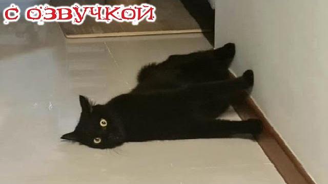 Приколы с котами! с озвучкой! самые смешные животные! смешные видео с котами и собаками! Приколы с котами! с озвучкой! самые смешные животные! смешные видео с котами и собаками!