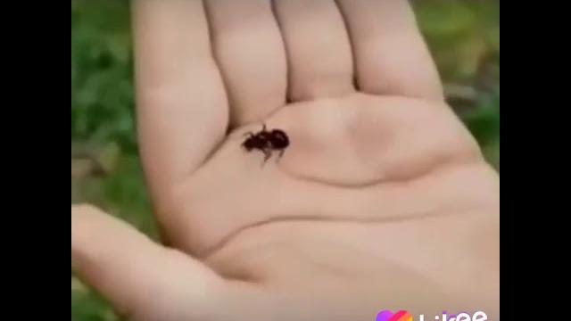Кич Кич