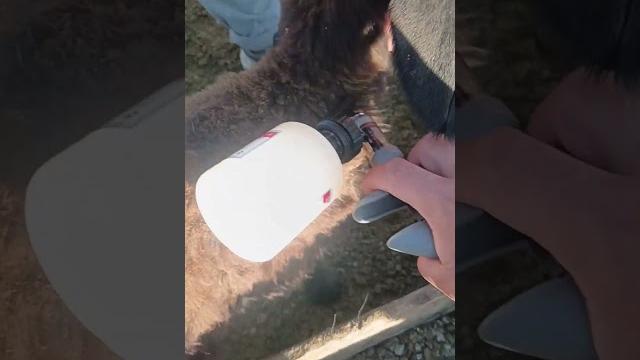 Как правильно делать укол овцам Как правильно делать укол овцам