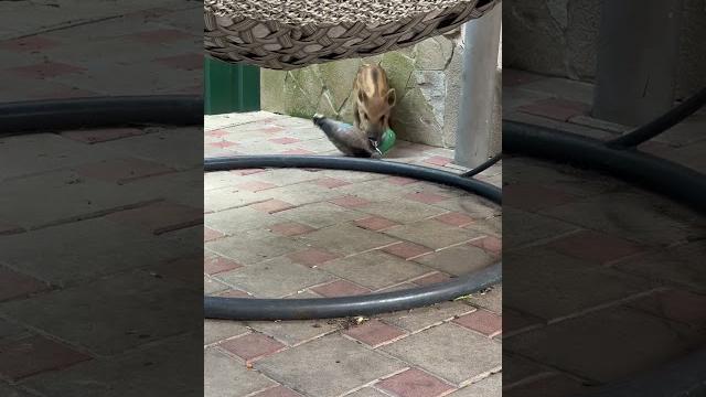 Кабан скоро утку носить будет #животные #лесной #кабан #animals #hunting #automobile #юмор #зоопарк Кабан скоро утку носить будет #животные #лесной #кабан #animals #hunting #automobile #юмор #зоопарк