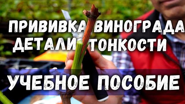 Прививка винограда - детали, тонкости. учебное пособие Прививка винограда - детали, тонкости. учебное пособие