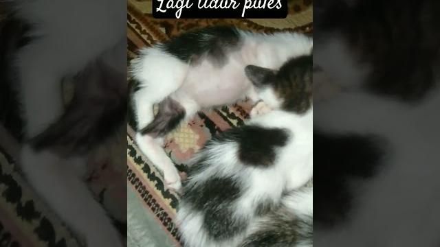 Lagi tidur pules Lagi tidur pules
