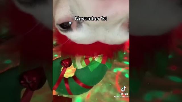 Twerking dog twerks and dances for christmas tiktok (full video) #tiktok #funny #twerk #dog Twerking dog twerks and dances for christmas tiktok (full video) #tiktok #funny #twerk #dog