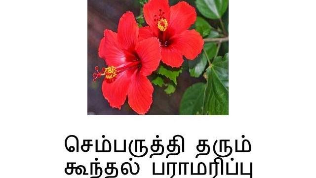 Hibiscus(chembaruthi) hair care tips tamil Hibiscus(chembaruthi) hair care tips tamil