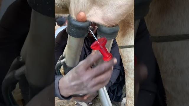Milking fails #cow Milking fails #cow