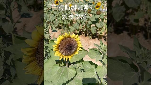 #拉斯维加斯房地产 #拉斯维加斯房地产