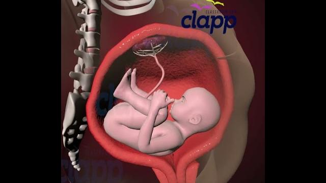 Precious moments of baby inside the womb (3d animation) Precious moments of baby inside the womb (3d animation)