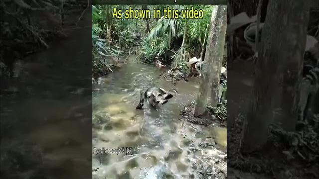 Anaconda's unusual predatory behavior Anaconda's unusual predatory behavior