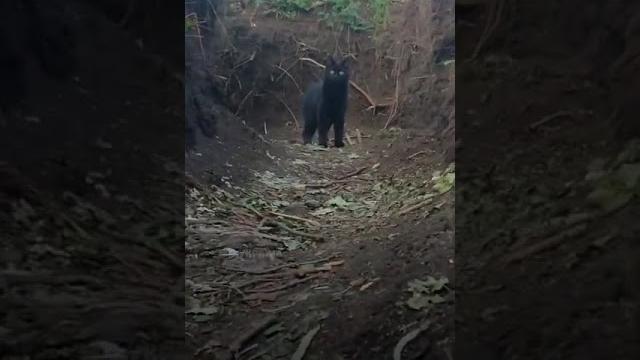 Усі ми трохи як #васька Усі ми трохи як #васька