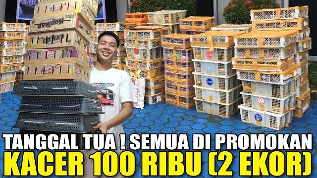 Rejeki tanggal tua ! kacer 50 ribu, cucak kinoy 25 ribu promo skala besar ribuan ekor burung lokalan Rejeki tanggal tua ! kacer 50 ribu, cucak kinoy 25 ribu promo skala besar ribuan ekor burung lokalan