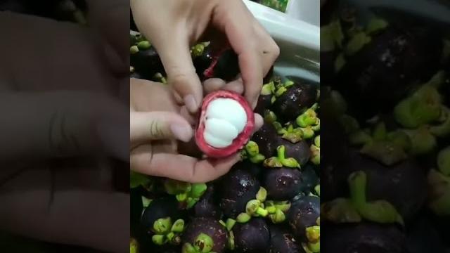Do you like mangosteen#shorts #reels #viral #trending #nature #short #shortvideo #trend #love #mango Do you like mangosteen#shorts #reels #viral #trending #nature #short #shortvideo #trend #love #mango