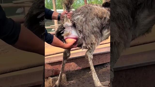 Why do farmers have to catch ostrich eggs ! Why do farmers have to catch ostrich eggs !