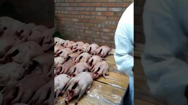 Очень вкуснодикая утка вне конкуренции ! добыл и тут же приготовил ! #блюдо #кулинария #утка Очень вкуснодикая утка вне конкуренции ! добыл и тут же приготовил ! #блюдо #кулинария #утка
