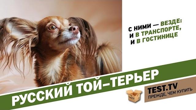 Test.tv: русский той-терьер собака загадка. Test.tv: русский той-терьер собака загадка.