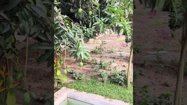 Lovely mango#mango #nature #shorts Lovely mango#mango #nature #shorts