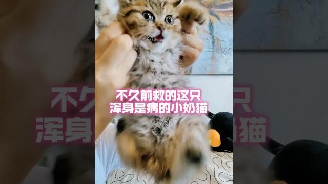 好凶的小奶猫!大家看看,这个样子有变乖猫的可能吗?流浪猫日常 救助流浪猫 三花猫 狸花猫 猫咪 好凶的小奶猫!大家看看,这个样子有变乖猫的可能吗?流浪猫日常 救助流浪猫 三花猫 狸花猫 猫咪