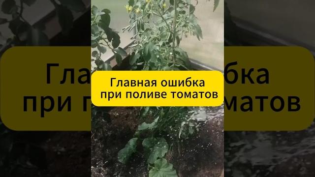 Главная ошибка при поливе томатов! #огород #дача #сад #томаты #советы #томатывтеплице #фитофтора Главная ошибка при поливе томатов! #огород #дача #сад #томаты #советы #томатывтеплице #фитофтора