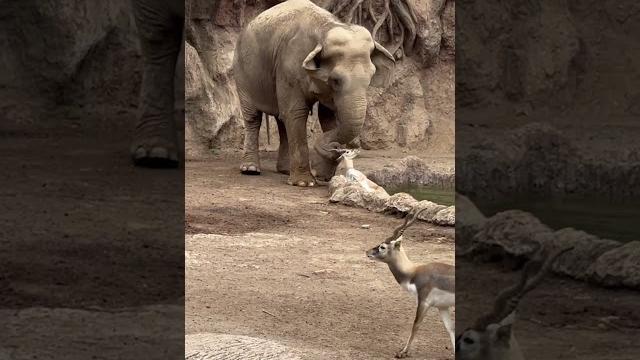 Elephant saves drowning gazelle Elephant saves drowning gazelle
