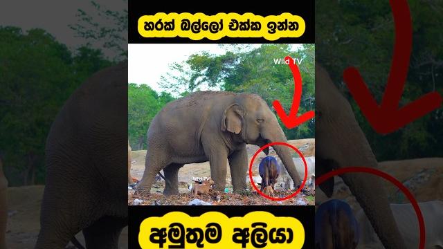 Have you seen any massive bull elephant🫣#shortvideo #shorts #elephant #attack #youtube #trending Have you seen any massive bull elephant🫣#shortvideo #shorts #elephant #attack #youtube #trending
