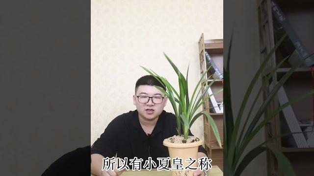 建兰宜宾荷仙 建兰宜宾荷仙