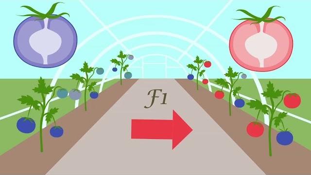 How seed breeding works How seed breeding works