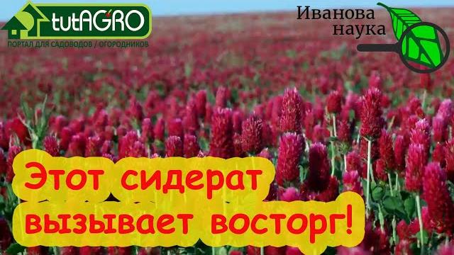 Без перекопки, блошки и проволочника! самый красивый сидерат - в ваш в огород! сидерат-удобрение. Без перекопки, блошки и проволочника! самый красивый сидерат - в ваш в огород! сидерат-удобрение.
