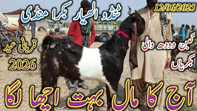 Tando allhayar bakra mandi | today update | mix goat breed | bakra eid 2026 | date 12/06/2025 Tando allhayar bakra mandi | today update | mix goat breed | bakra eid 2026 | date 12/06/2025