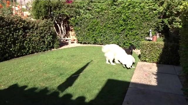 Logan, lulu & sophie 2015 Logan, lulu & sophie 2015