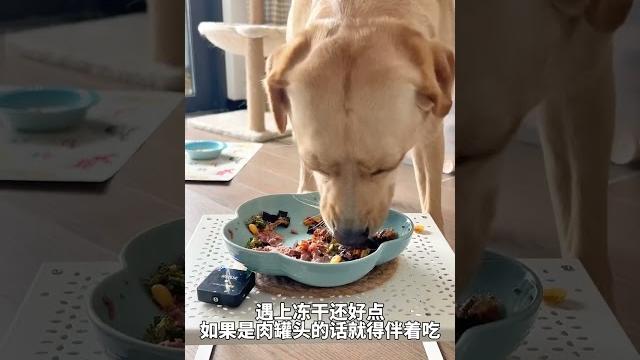 【asmr】feeding dog 寵物吃播 135 【asmr】feeding dog 寵物吃播 135