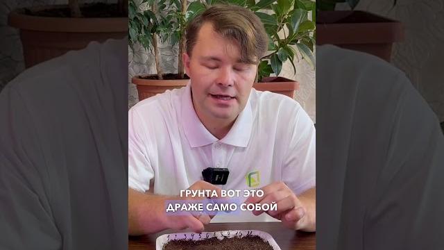 Эустома взойдет 100%, если посеять семена эустомы таким способом. способ посева эустомы. Эустома взойдет 100%, если посеять семена эустомы таким способом. способ посева эустомы.