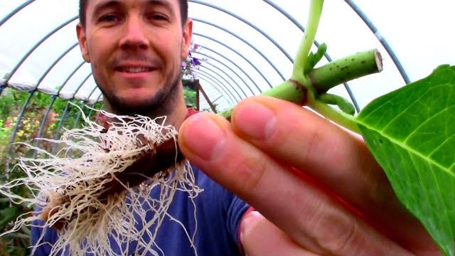Multiply your plants for free | rooting cuttings of hydrangea: a plant propagation masterclass Multiply your plants for free | rooting cuttings of hydrangea: a plant propagation masterclass