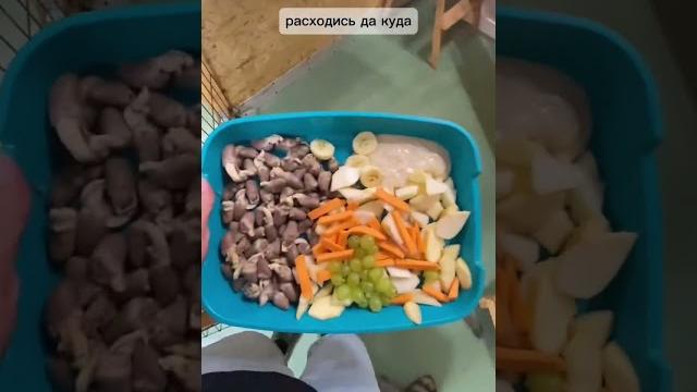 Что у енотов на ужин? Что у енотов на ужин?