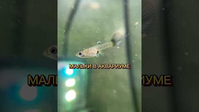 Мальки в аквариуме #гуппи аквариумистика Мальки в аквариуме #гуппи аквариумистика