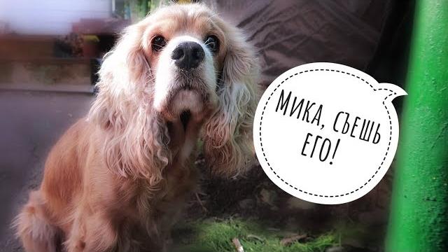 Мика, съешь его!!!! Мика, съешь его!!!!