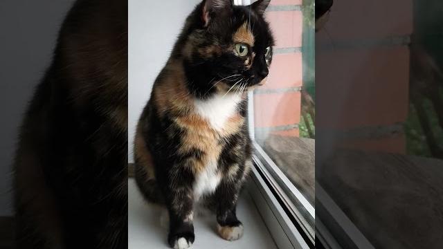 #кошка #киска #смотрит в окно #кошка #киска #смотрит в окно