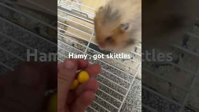 Hamy got skittles Hamy got skittles
