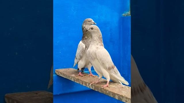 𝐌åś𝐡𝐚_𝐀ɭɭ𝐚ɧ ️ شوق مغل دا ️#pigeon #kabootar #bird #pigeonlover #kabootarbazi #kabootarlovers 𝐌åś𝐡𝐚_𝐀ɭɭ𝐚ɧ ️ شوق مغل دا ️#pigeon #kabootar #bird #pigeonlover #kabootarbazi #kabootarlovers