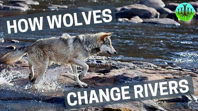 How wolves change rivers How wolves change rivers
