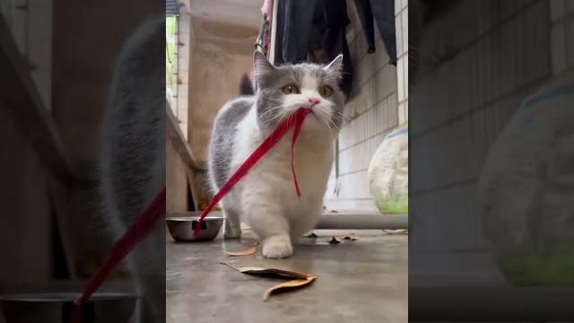 Our big boos cat ..#cat Our big boos cat ..#cat