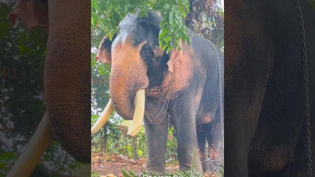 Puthupalli kesavan thootha pooram cherpulassery pattambi palakkad #elephant #pooram #aana #fireworks Puthupalli kesavan thootha pooram cherpulassery pattambi palakkad #elephant #pooram #aana #fireworks
